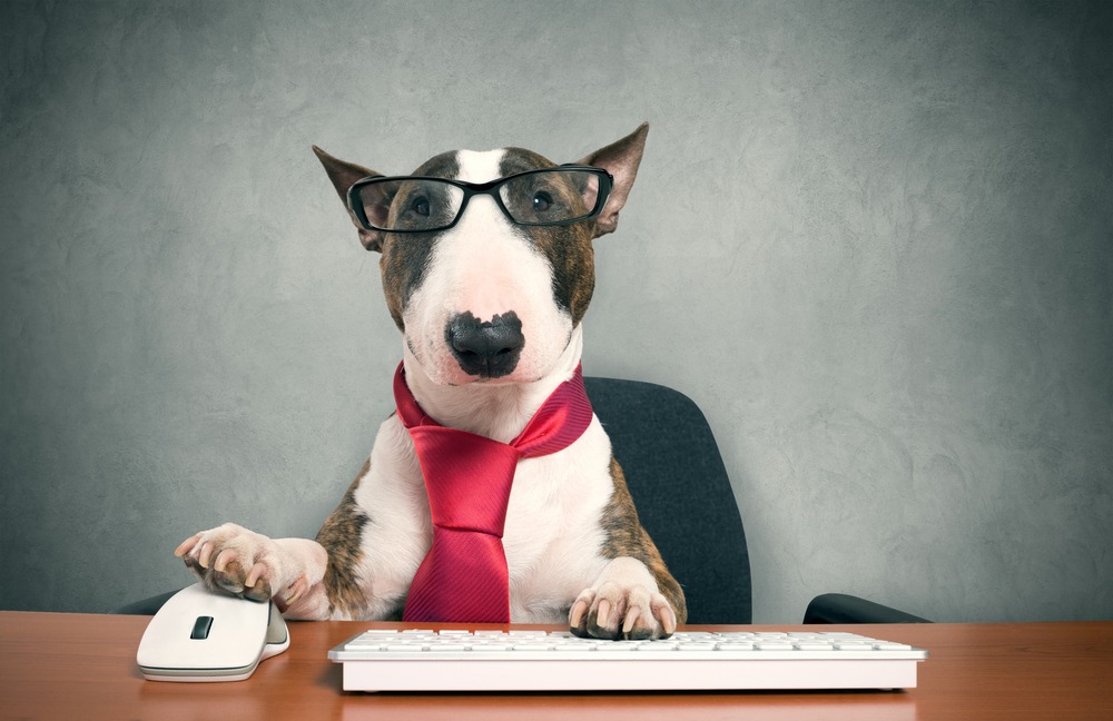 office desk dog working
